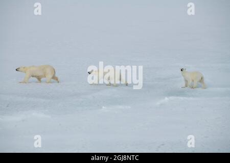 Russia, High Arctic, Franz Josef Land. Polar bear (Ursus maritimus) female with two cubs. Stock Photo