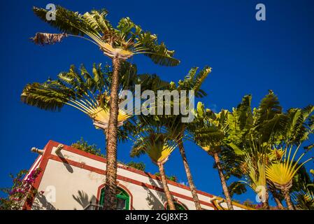 Spain, Canary Islands, Gran Canaria Island, Puerto de Puerto de Mogan, fan palm Stock Photo
