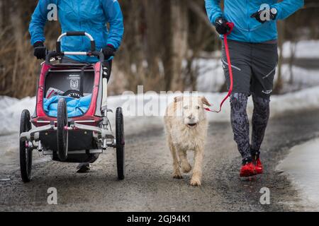 ORNSKOLDSVIK 2015-03-23 Former stray dog Arthur is seen out jogging with his new family, owner Mikael Lindnord, Helena Lindnord and daughter Philippa in his new home in Ornskoldsvik, North Sweden March 23, 2015. Arthur and Mikael Lindnord, member of the Swedish Multi Sport team, met during a lunch break in a small village in Ecuador in November 2014. Lindnord gave him a meatball and after that they became inseparable. Arthur followed the team everywhere for the rest of the multi-sport race and Lindnord decided to adopt Arthur and the dog will now live the rest of his life in Sweden. Foto: Nor Stock Photo
