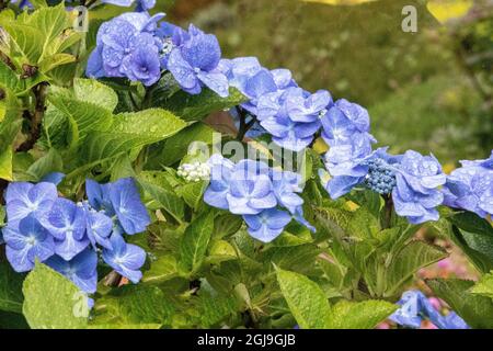 Hydrangea growing in the gardens of Dunvegan Castle in northern Isle of Skye. Stock Photo