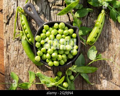 Fresh green peas young in bowl, on wood table, top view, seeds, pods, sprouts. Stock Photo