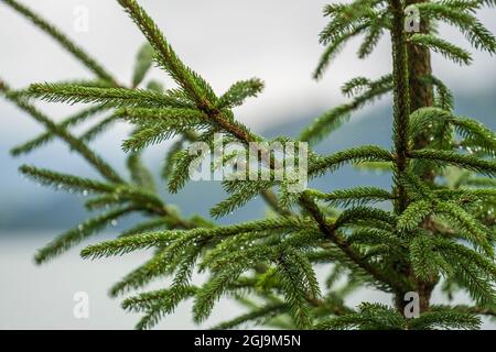Close up of rain drops on green pine needles in forest in mountains Alps Austria, nature concept Stock Photo