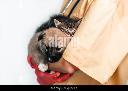 Vet examining dog and cat. Puppy and kitten at veterinarian doctor. Pet vaccination. Stock Photo