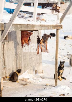 Whale meat is stored for consumption. The traditional and remote Greenlandic Inuit village Kullorsuaq, Melville Bay, Greenland, Danish territory Stock Photo