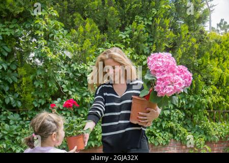 young woman and her daughter are arranging pots of pink hydrangea flowers in their garden. Selective Focus Flower Stock Photo