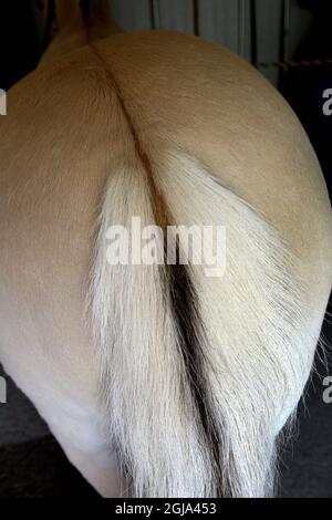 Horse tail hi-res stock photography and images - Alamy