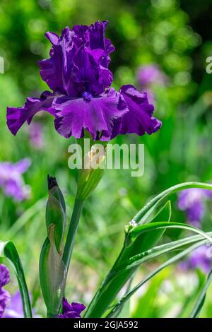 Purple bearded iris Stock Photo