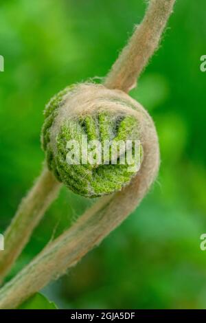 Cinnamon fern fiddlehead Stock Photo