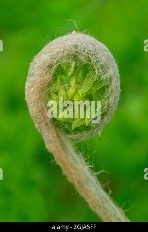 Cinnamon fern fiddlehead Stock Photo