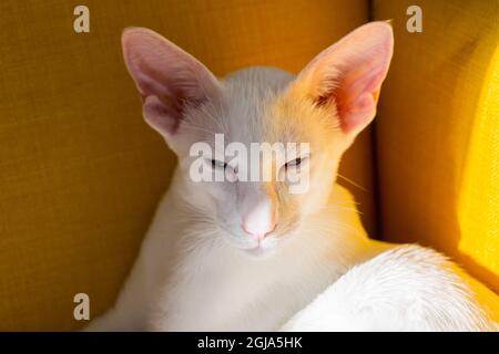 Oriental shorthair white kitten sitting on the yellow armchair Stock Photo