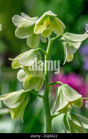 Fritillary Stock Photo