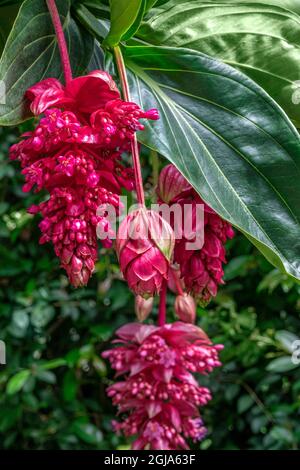 Rose Grape, Showy Medinilla Stock Photo