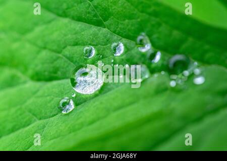 Water droplets on leaf Stock Photo