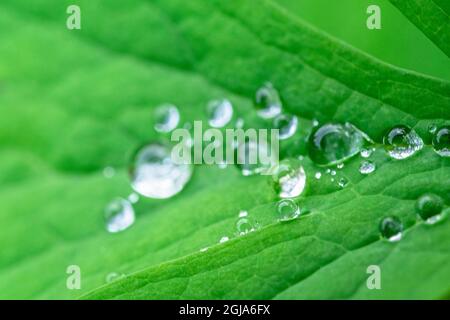 Water droplets on leaf Stock Photo