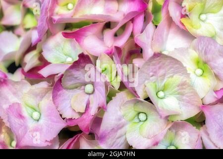 Pink Hydrangea Stock Photo
