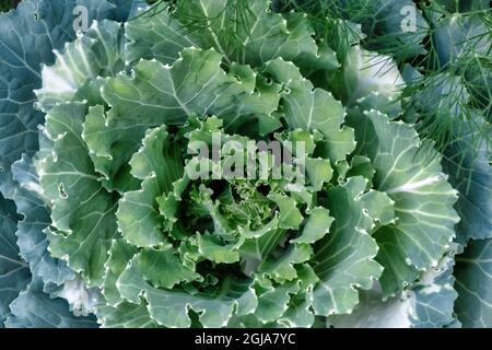 Ornamental Kale Stock Photo