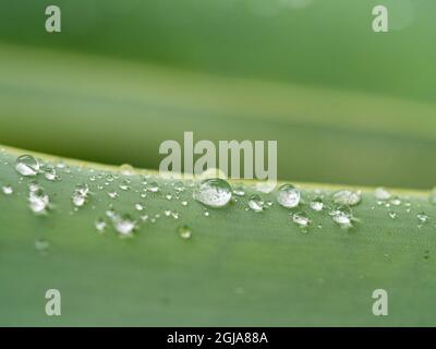 Rain drops on leaf. Stock Photo