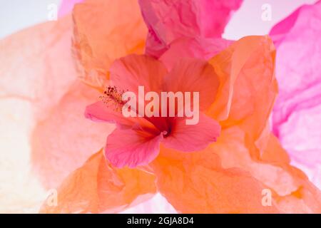 Hibiscus Flower and Tissue Paper with Light Stock Photo