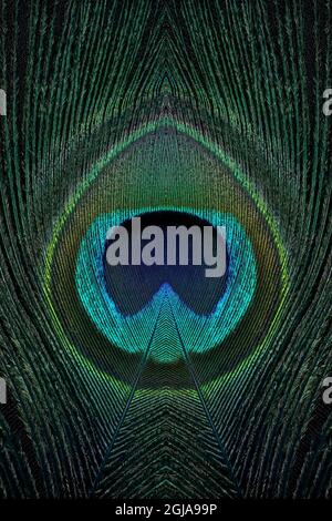 Close-up of peacock feather. Stock Photo
