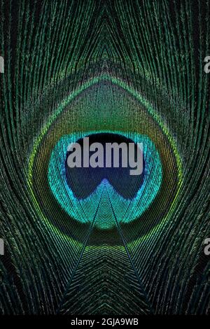Close-up of single peacock feather, Stock Photo