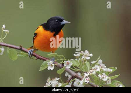 Male Baltimore Oriole in breeding plumage. Stock Photo