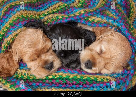 Cocker spaniel puppies sleeping in blanket. Stock Photo