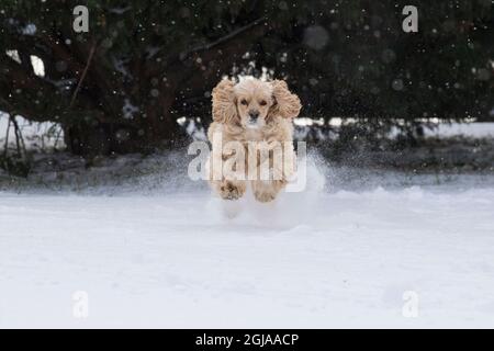Cocker spaniel running in snow. Stock Photo