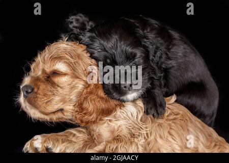 Cocker spaniel puppies sleeping. Stock Photo