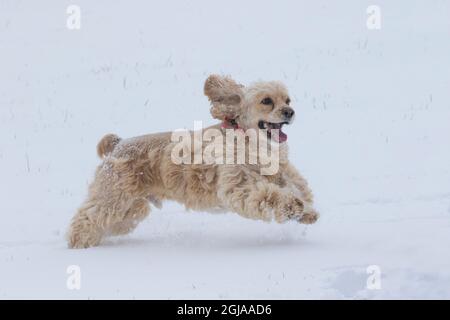 Cocker spaniel running in snow. Stock Photo