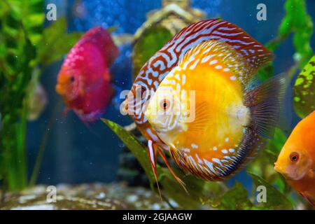 Freshwater tropical discus, Golden checkerboard pigeon and Mosaic Turquoise Discus. Stock Photo
