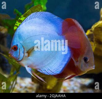 Freshwater tropical fish, Blue Diamond Discus. Stock Photo