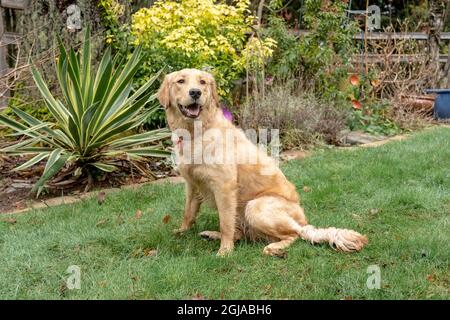 Issaquah, Washington State, USA. Nine month old Golden Retriever. (PR) Stock Photo