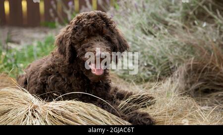 Labradoodle puppy in backyard. Stock Photo