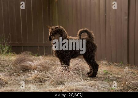 Labradoodle puppy playing in backyard. (PR) Stock Photo