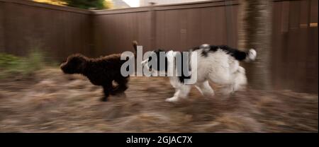 Labradoodle puppy and poodle puppy playing in backyard. (PR) Stock Photo