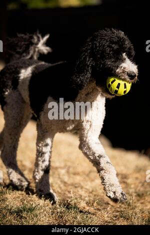 Poodle playing ball in backyard Stock Photo - Alamy