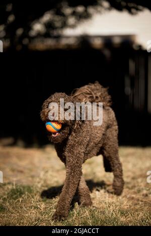 Labradoodle playing ball in backyard. (PR Stock Photo - Alamy