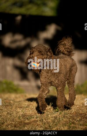 Labradoodle playing in backyard Stock Photo - Alamy