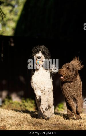 Labradoodle playing ball in backyard. (PR Stock Photo - Alamy