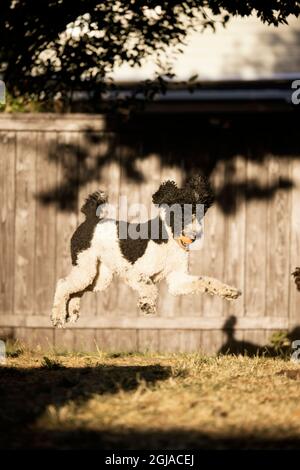 Standard poodle playing ball in backyard Stock Photo - Alamy
