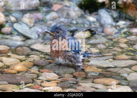 Eastern Bluebird (Sialia sialis) male bathing Marion County, Illinois. Stock Photo