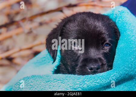 Labrador retriever puppy Stock Photo