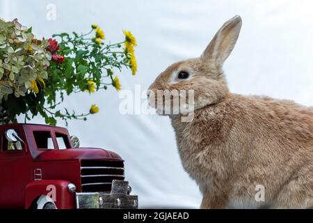 Rufus Rabbit poses next to old fashioned red truck with flowers and mums white background copy space.  Rabbit with Red Truck for fall and Autumn. Stock Photo