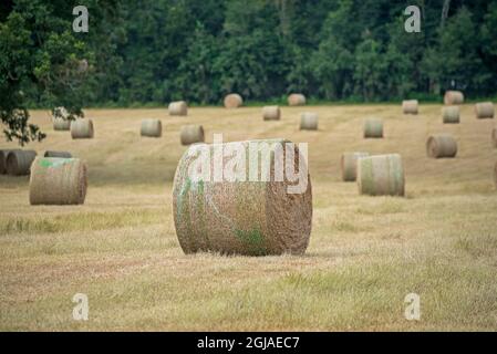 Large rolls or round hay bales dot the landscape in North Central Florida, Near Lake City. Stock Photo