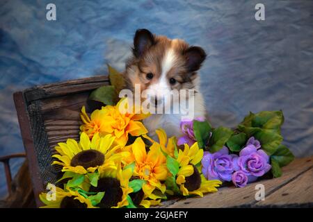 Sheltie Puppy Stock Photo