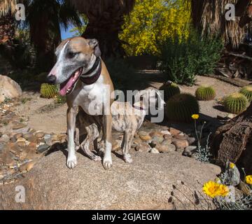 Whippet with Puppy Stock Photo