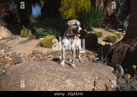 Whippet Puppy Stock Photo