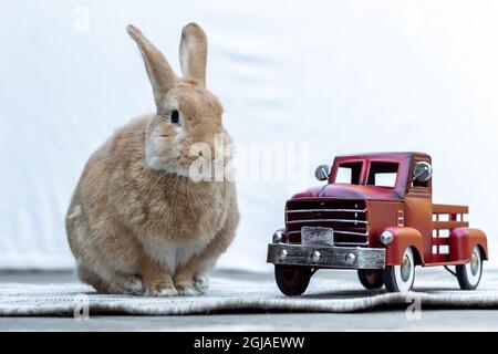 Rufus Rabbit poses next to old fashioned red truck with flowers and mums white background copy space.  Rabbit with Red Truck for fall and Autumn. Stock Photo