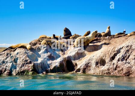 Argentina, Santa Cruz. Puerto Deseado, sea lions sunbathing on a rock island. Stock Photo