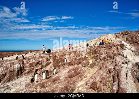 Argentina, Santa Cruz. Puerto Deseado, Isla Pinguino (Penguin Island), Southern Rockhopper penguin. Stock Photo